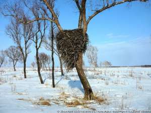 20 гнезд дальневосточного аиста обнаружено на территории Архаринского района Амурской области. Фото: WWF 