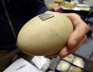 Фрагмент скорлупы возрастом 300 тысяч лет и современное яйцо лебедя-кликуна. Фото: Jordi Serangeli.