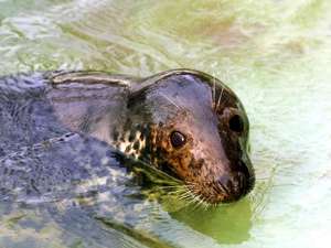 Ученые из Калининградского зоопарка написали обращение к жителям области, в котором просили не забирать детенышей тюленей с побережья. Фото: kldzoo.ru