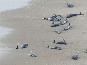 Около 150 дельфинов выбросились на восточное побережье Японии. Фото: Reuters
