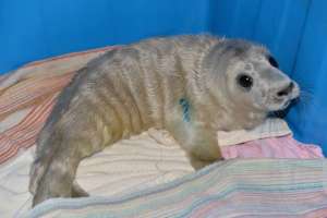 Щенок серого тюленя. Архив. Фото: http://www.da-voda.com