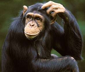 Шимпанзе. Фото: http://dni.ru