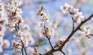Цветки появились на деревьях за Японским садиком в Ботаническом саду Петра Великого. Фото: РСН