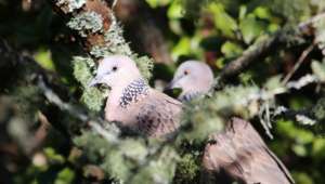 Птичьи кормушки могут способствовать вытеснению птиц коренных видов инвазивными (вторгшимися) видами (фото University of Auckland). &amp;#8232;