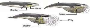 Схема растяжения челюстного нерва (обозначен желтым) кита в процессе питания Изображение: Vogl et al. / Current Biology