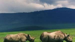   Сегодня в Африке сохранилось всего 3,5 тысячи чёрных носорогов, хотя всего 50 лет назад вид насчитывал до 13,5 тысяч особей (фото Wikimedia Commons).