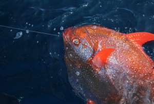  Генерировать тепло рыбе-луне помогают интенсивно двигающиеся плавники, а сохранять его – особое строение кровеносной системы ©flickr.com/NOAA Fisheries West Coast
