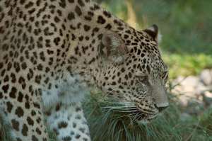 Среднеазиатский леопард. Фото: http://greatcats.ru