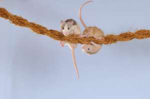 Оказавшись в трудной ситуации, крысы помогают друг другу. (Фото Anni Sommer / imageBROKER / Corbis.)