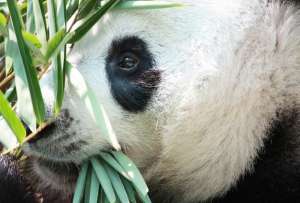 Желудок панд способен переварить только 17% листьев и стеблей бамбука