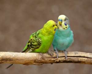 Волнистые попугайчики зевают, глядя друг на друга. (Фото James Hager / Robert Harding World Imagery / Corbis.)