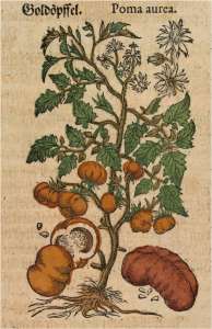 Рисунок конца XVI века из немецкой редакции «Комментариев» Пьетро Маттиоли, изображающий растение томата с гигантскими плодами. (Фото The Natural History Museum Botany Library.)