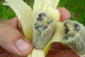  Плод банана, пораженного панамской болезнью: выглядит не слишком аппетитно ©Dr. Gert Kema/Panamadisease.org