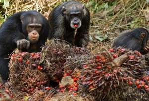  Исследователи задокументировали 51 случай пьянства обезьян, из которых 31 пришелся на мужские особи шимпанзе ©Anup Shah/Shah Rogers Photography/Corbis