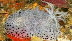 Исследователи обнаружили небывалое биоразнообразие обитающих в коралловых рифах голожаберных (фото California Academy of Sciences).