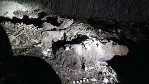 Останки мумифицированных собак были обнаружены в древнеегипетских катакомбах (фото P. T. Nicholson/Antiquity Trust).