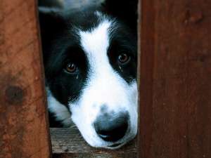 В приморском Уссурийске суд вынес приговор по делу о жестоком убийстве собаки. Преступление было совершено на глазах у маленьких детей. Фото: Global Look Press