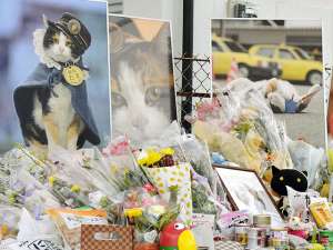 В Японии прошли похороны знаменитой кошки по кличке Тама, которая восемь лет &quot;проработала&quot; смотрителем на станции Киси в префектуре Вакаяма. Фото: Reuters