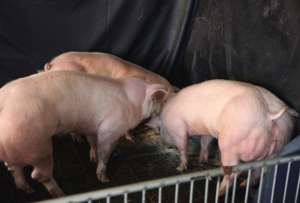  Меньше сала, больше мяса: первые свиньи, у которых отключена одна копия гена миостатина ©Nature/Xi-jun Yin