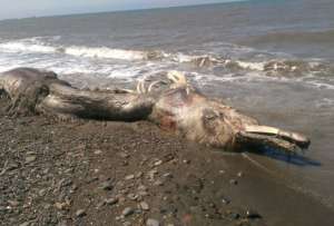  «Морское чудовище» напоминало гигантского дельфина с большим клювом, покрытого шерстью ©sakhalinmedia.ru