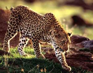 Леопард. Фото: http://foto-zverey.ru