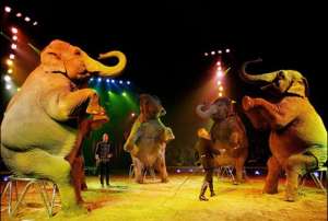 Животные в цирке. Фото: http://animal.ru/