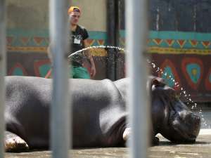 Весной следующего года в Тбилиси начнут строить новый зоопарк. Там будут размещены животные, которые выжили после прошедшего в июне этого года разрушительного наводнения. Фото: Reuters