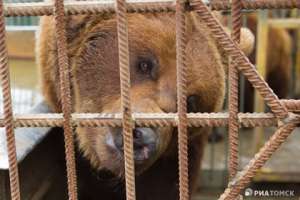 Медведь в кафе «Гоар». Фото с сайта Lenta.Ru