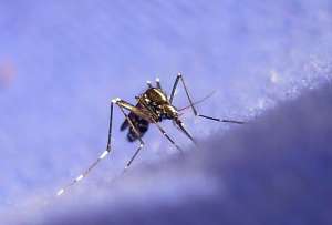  Сокращение числа местных «заразных» комаров повлечет за собой сокращение распространения болезни как минимум на 95% ©flickr.com/calafellvalo