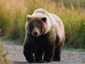 Медведь. Фото: http://www.smione.ru