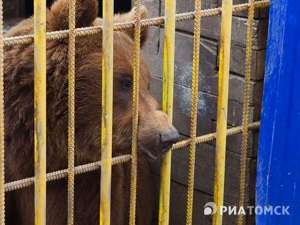 К медведю из шашлычной в Томске, оторвавшему руку женщине, приставили охрану. Фото: РИА Томск