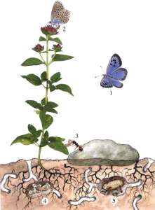 Жизненный цикл бабочки Maculinea arion. Самки выбирают для откладки яиц соцветия растений (душицы или тимьяна), в корнях которых живут муравьи рода Myrmica (1, 2). Гусеница недолго питается цветами, а затем спускается на землю, где муравьи находят ее и относят в свое гнездо. Муравьев вводит в заблуждение запах гусеницы, похожий на запах их собственных личинок (3). В муравьином гнезде гусеница живет 11 месяцев и набирает 98% своей итоговой массы, пожирая личинок муравьев (4, 5). Затем она окукливается, а вышедшая из куколки бабочка выбирается из муравейника, расправляет крылышки и улетает. Рисунок из обсуждаемой статьи в Proceedings of the Royal Society B