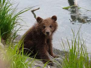 Медвежонок. Фото: http://orthpatr.ru