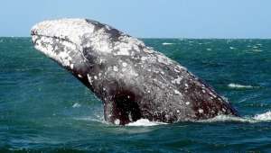 Серый кит. Фото: http://ependisinews.gr