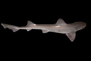  Для своих размеров глубоководная кунья акула крайне опасна – и интересна. Фото: ©Wikimedia