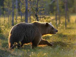 "За время проведения мероприятий повторное появление медведя не установлено, медведь не добыт, разрешение на добычу медведя возвращено в министерство", - пояснили в минприроды. Фото: Global Look Press