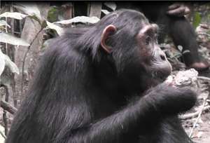 Молодая самка шимпанзе ест глину. Фото: A. Schel