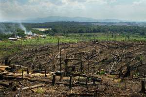 Сожженный лес, на месте которого будет плантация масличных пальм. Фото: ГРИД-Арендал/Питер Прокок