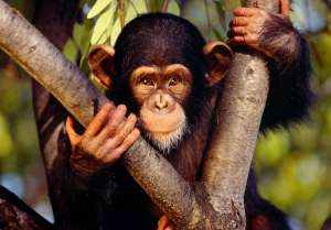 Биологи обнаружили в дикой природе алкозависимых шимпанзе