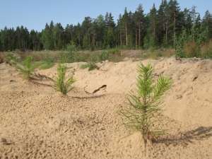 В Красноярском крае посадили 3,6 тысячи гектаров леса