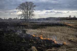 Дожди погасили все лесные пожары на Алтае