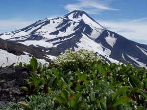 Цветы у подножья Авачинского вулкана. Фото: Ю. Ненахов