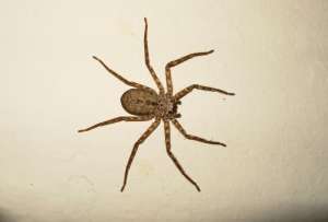  Известно более 3000 видов настенных пауков–крабов, и некоторые из них способны к парящему полету ©Marcelo Penna