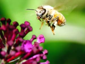 Пчела. Фото: Paul Stein/Flickr
