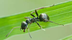   Бурый лесной муравей лечится от грибкового заболевания ядом (фото Mathias Krumbholz/Wikimedia Commons).