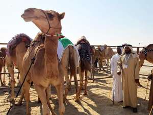 Саудовские власти запретили приносить в жертву верблюдов во время хаджа. Фото: Global Look Press