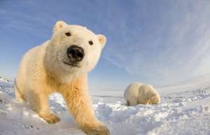 Белые медведи. Фото: http://newsbel.by