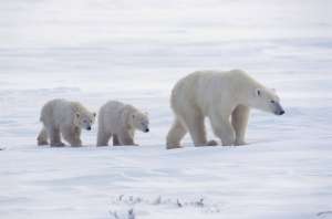 Белые медведи. Фото: http://animals.3dn.ru