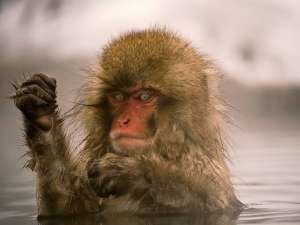 Японский макак (Macaca fuscata). На севере Японии, где средняя температура зимой составляет -5 °С, обезьяны проводят много времени в горячих источниках. Фото: CKTravelblog/Flickr.com CKTravelblog/Flickr.com