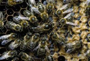 Пчелиная «королева» в окружении «слуг». (Фото Paul Starosta / Corbis.)
